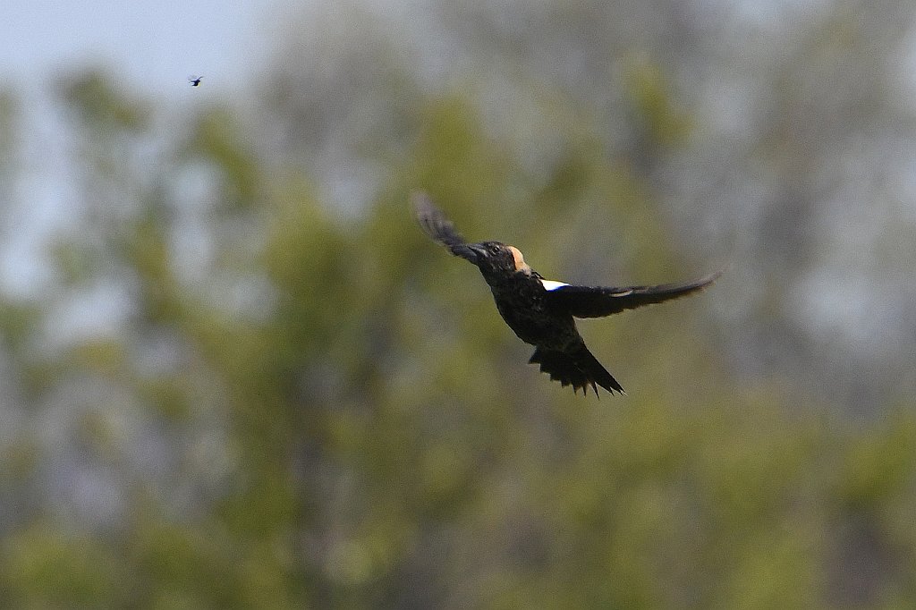 Bobolink, Bobolink, 2017-05176691 Parker River NWR, MA.JPG - Bobolink in flight. Parker River National Wildlife Refuge, MA, 5-17-2017